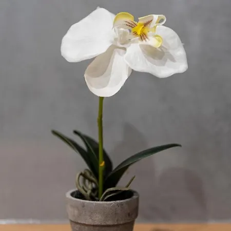 Wonderful In Paradise Appartamento Santa Cruz de Tenerife